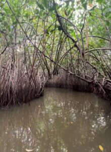 Pichawaram Mangrove forest