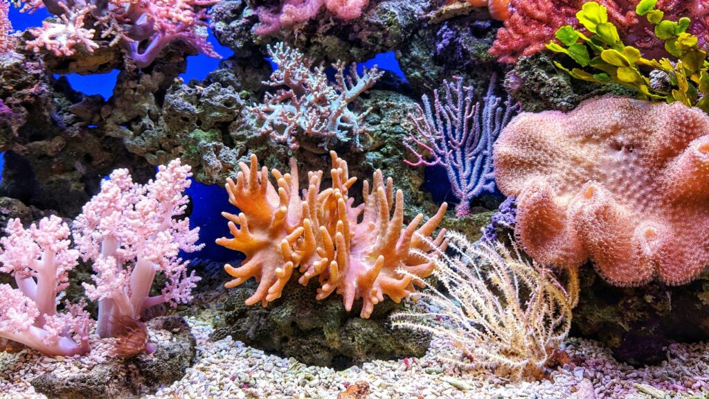 What's Next After The 4th Global Coral Bleaching?