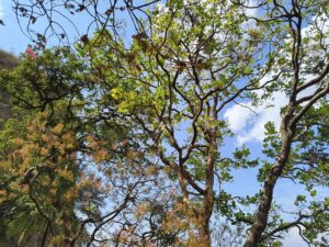 Kamlahgarh Fort Temple