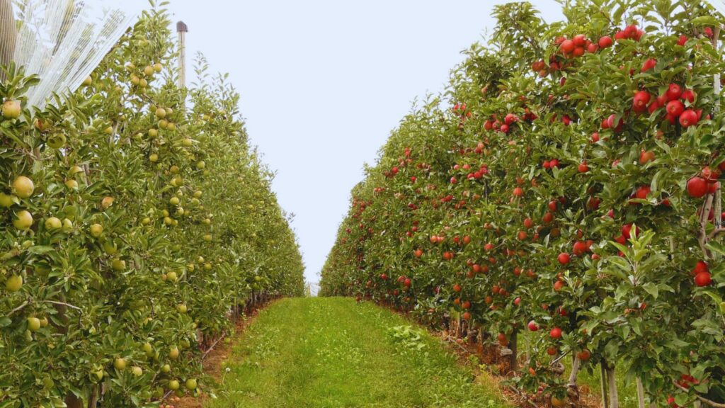 The Impact Of Orchard Waste Burning In Himachal Pradesh