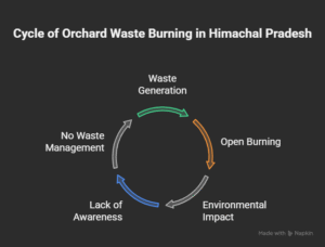 Orchard Waste Burning