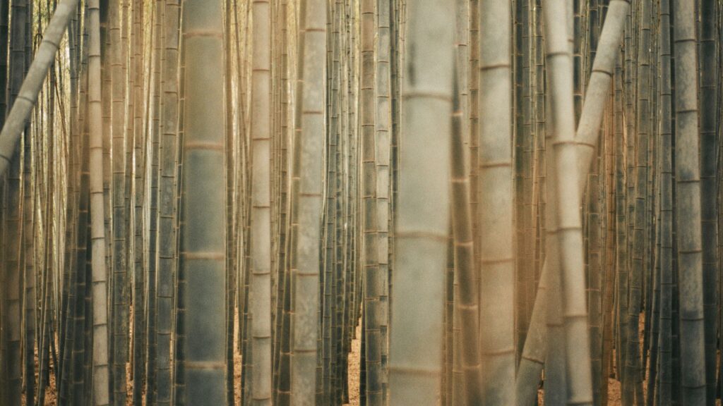 Why Bamboo Architecture is Still a Thing in 2025?