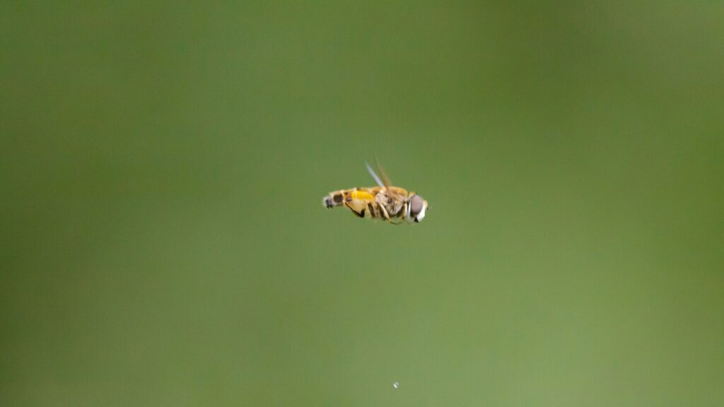 10 Factors That Causes Decline In The Bee Population