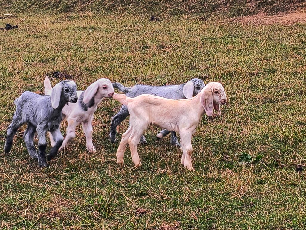 baby goats