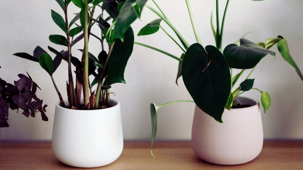 The Best Plants for Your Indoor Garden In Urban Cities