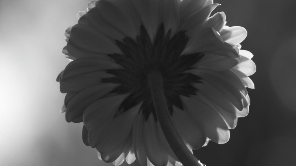 Colourless flower