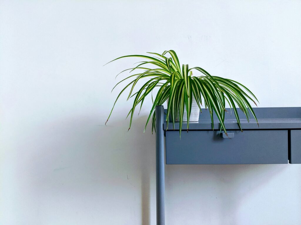Spider plant pot on a table.