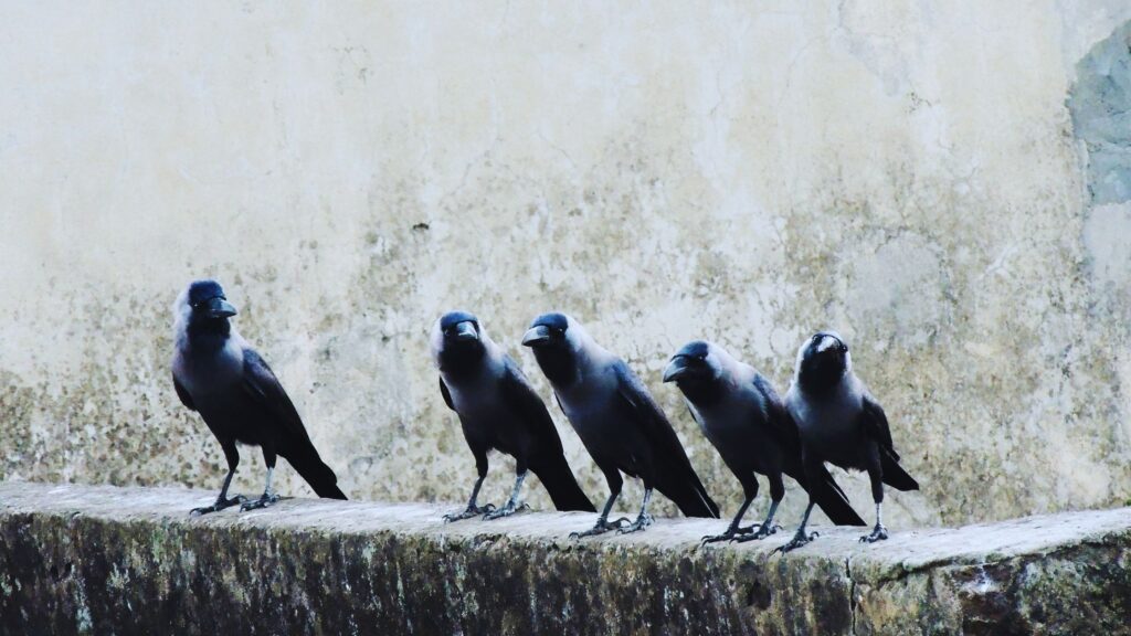 The Science Behind The High Intelligence of Crows