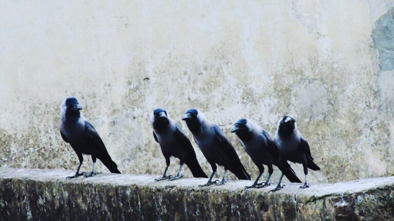 The Science Behind The High Intelligence of Crows