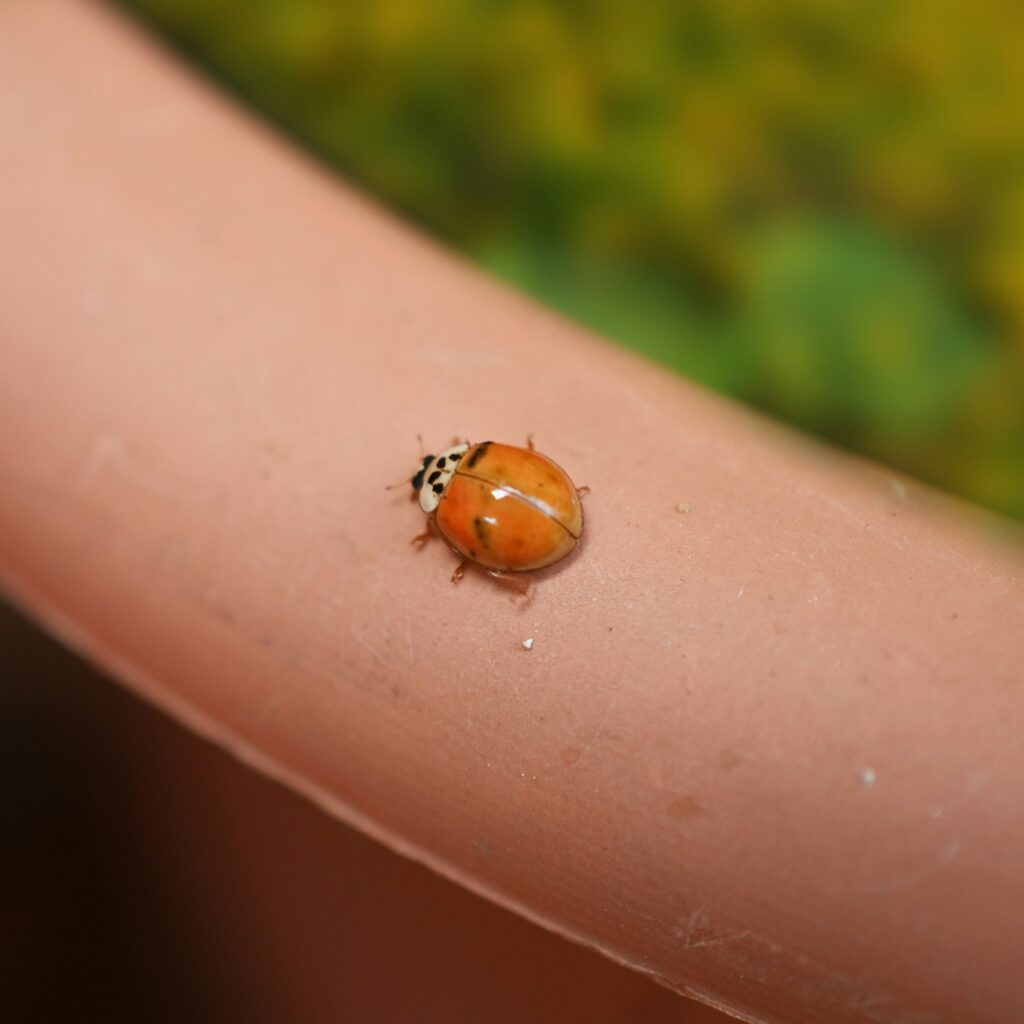 Lady bug on arm