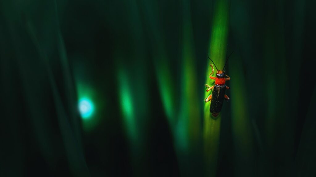 The Scientific Reality Behind Fireflies Population Decline