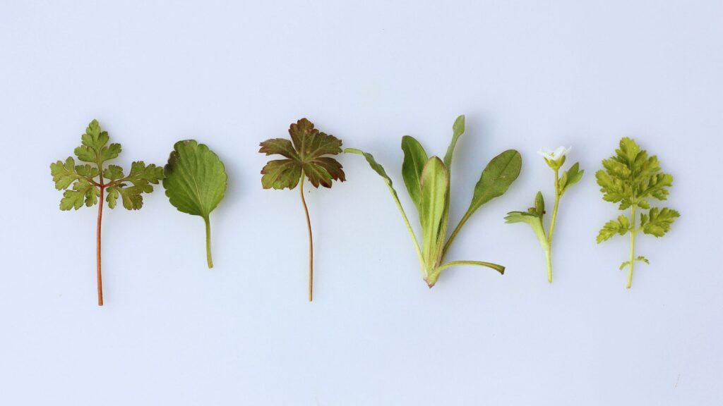 Best Plants for Inflammation