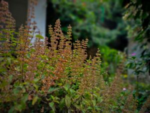 Tulsi