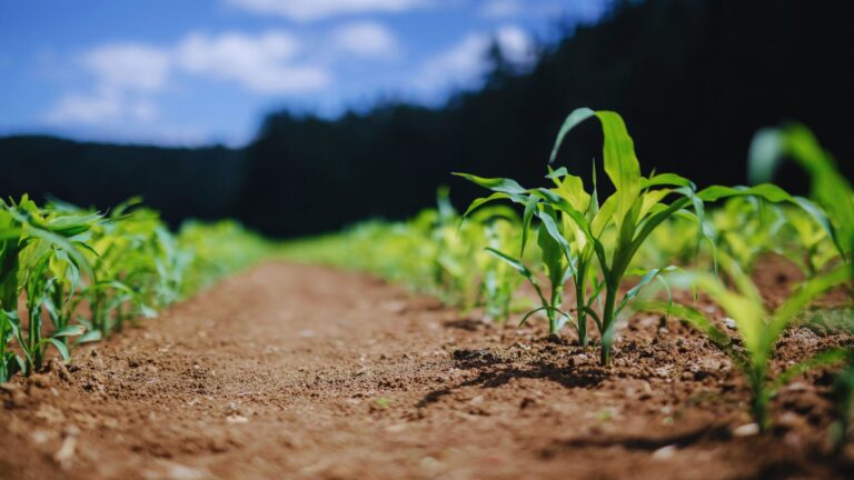 How to Use AI in Agriculture?