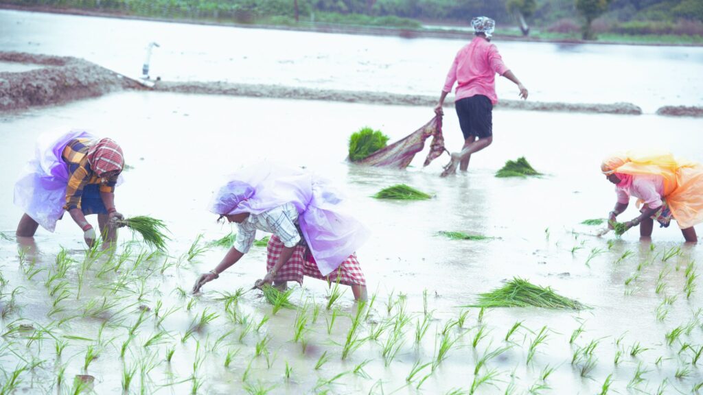 Why North Indian Farmers Need To Rethink Crops