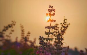 tulsi