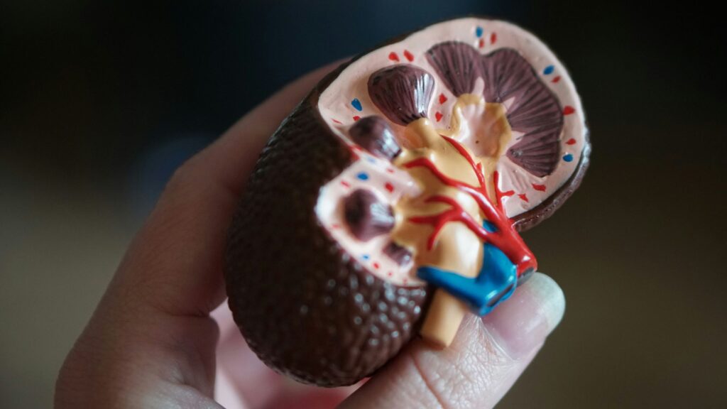 5 Ways to Keep Your Kidneys Healthy!