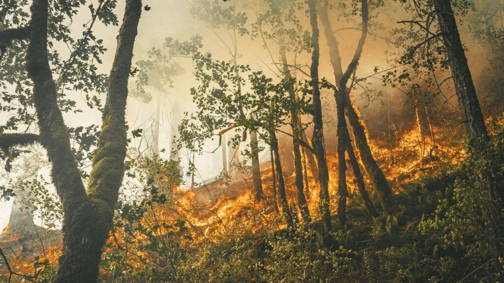 The Problem Of Forest Fires in Himachal Pradesh