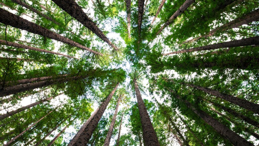 The Fascinating Biology of the Pando tree network