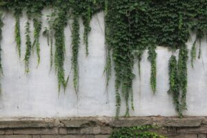 English Ivy