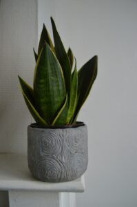 Snake Plant