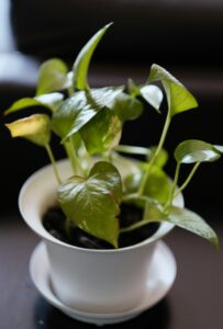 Money Plant