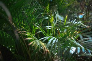 Areca Palm