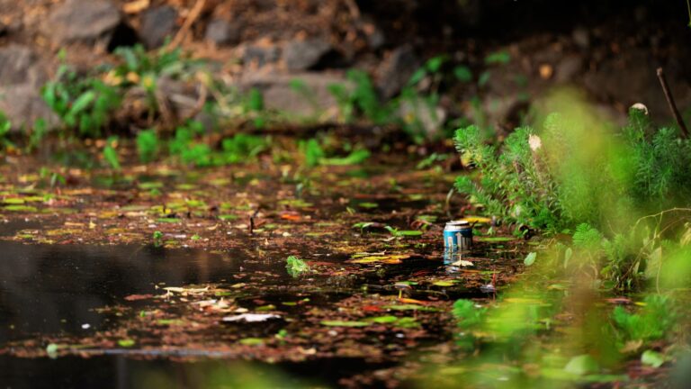 The Increasing Litter problem in Himachal Pradesh
