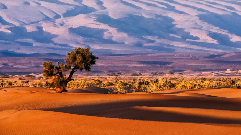 Why Deserts Need Green Initiatives Worldwide