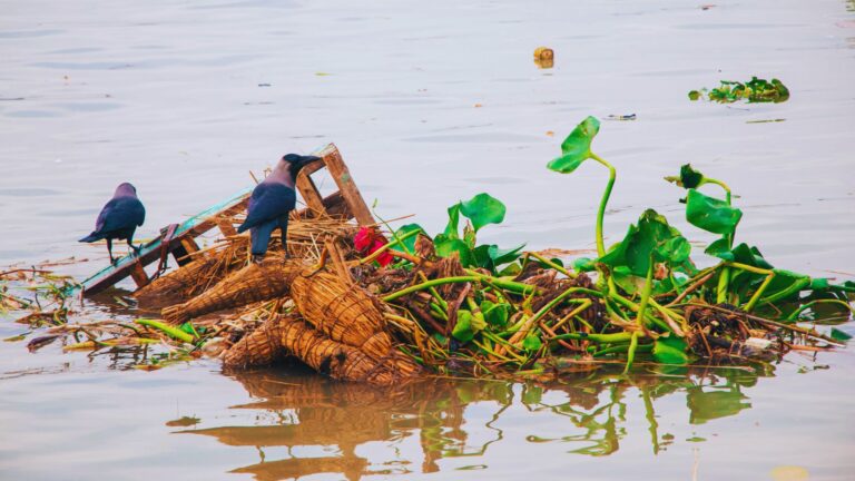 Dissolved Oxygen in Ganges is Decreasing because of Pollution