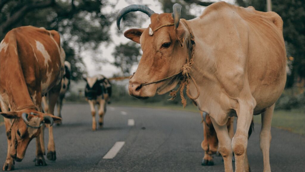 The Problem of Increasing Animals on Indian roads
