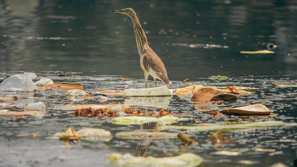 The Continual Litter and Waste problem in India