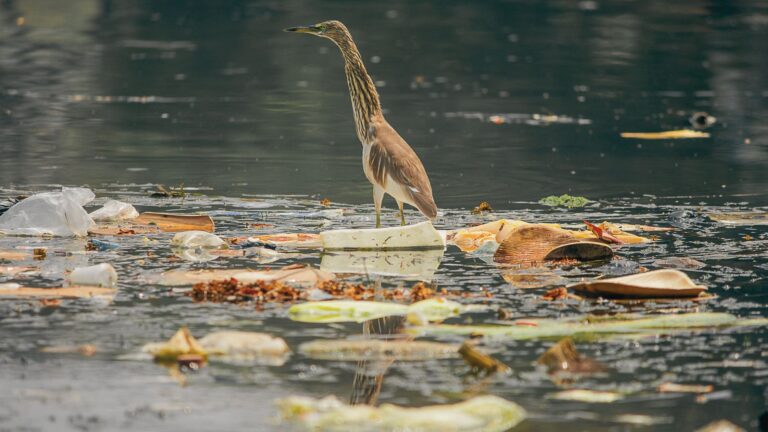 The Continual Litter and Waste problem in India